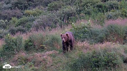 Kodiak Alaska Brown Bears Live Webcam - Aug 10, 2026, 9:40pm AKDT