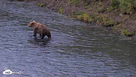 Kodiak Alaska Brown Bears Live Webcam - Aug 21, 2026, 7:04am AKDT