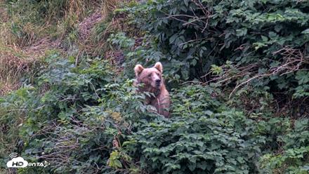 Kodiak Alaska Brown Bears Live Webcam - Aug 19, 2026, 7:50pm AKDT