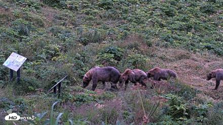 Kodiak Alaska Brown Bears Live Webcam - Aug 12, 2026, 6:29am AKDT