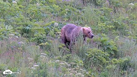 Kodiak Alaska Brown Bears Live Webcam - Jul 23, 2026, 4:02pm AKDT