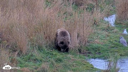 Kodiak Alaska Brown Bears Live Webcam - Oct 6, 2026, 11:09am AKDT