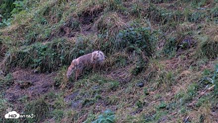 Kodiak Alaska Brown Bears Live Webcam - Aug 13, 2026, 7:22am AKDT