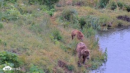 Kodiak Alaska Brown Bears Live Webcam - Aug 2, 2026, 8:58am AKDT