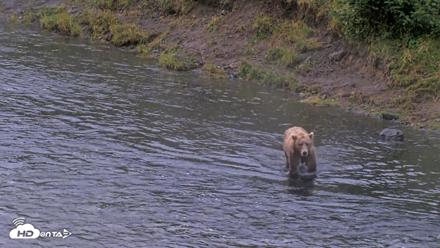 Kodiak Alaska Brown Bears Live Webcam - Aug 14, 2026, 7:05am AKDT