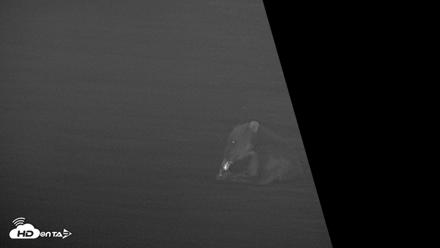 Kodiak Alaska Brown Bears Live Webcam - Jul 28, 2026, 11:46pm AKDT