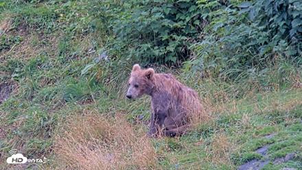 Kodiak Alaska Brown Bears Live Webcam - Aug 20, 2026, 2:08pm AKDT