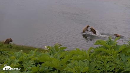 Kodiak Alaska Brown Bears Live Webcam - Jul 12, 2026, 2:03pm AKDT
