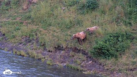 Kodiak Alaska Brown Bears Live Webcam - Aug 8, 2026, 9:56pm AKDT