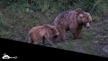 Kodiak Alaska Brown Bears Live Webcam - Jul 26, 2026, 11:13pm AKDT