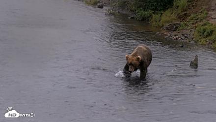 Kodiak Alaska Brown Bears Live Webcam - Aug 12, 2026, 1:14pm AKDT