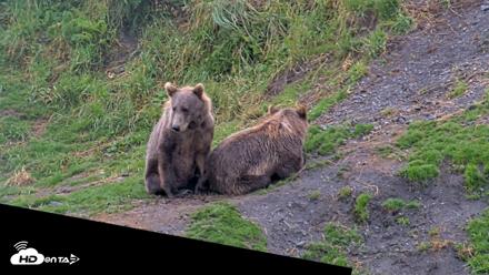 Kodiak Alaska Brown Bears Live Webcam - Aug 12, 2026, 5:37pm AKDT