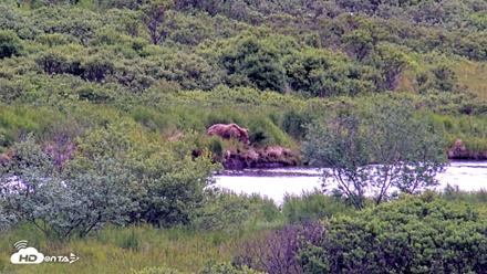 Kodiak Alaska Brown Bears Live Webcam - Jul 18, 2026, 1:56pm AKDT