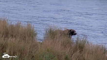 Kodiak Alaska Brown Bears Live Webcam - Oct 6, 2026, 11:15am AKDT