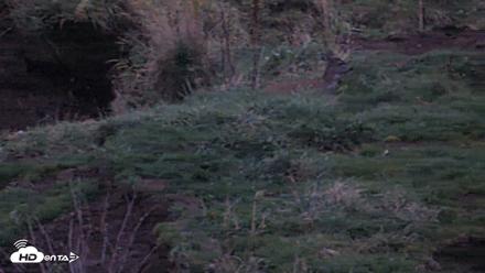 Kodiak Alaska Brown Bears Live Webcam - Oct 6, 2026, 7:55pm AKDT