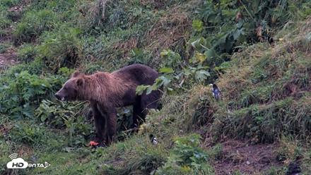 Kodiak Alaska Brown Bears Live Webcam - Aug 17, 2026, 8:23am AKDT