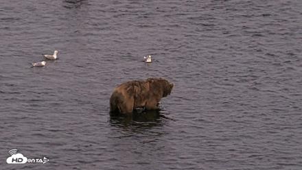 Kodiak Alaska Brown Bears Live Webcam - Aug 11, 2026, 10:30pm AKDT