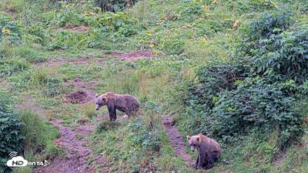 Kodiak Alaska Brown Bears Live Webcam - Aug 13, 2026, 11:37am AKDT