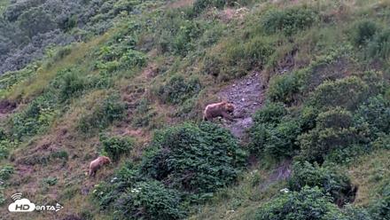 Kodiak Alaska Brown Bears Live Webcam - Aug 3, 2026, 9:57pm AKDT