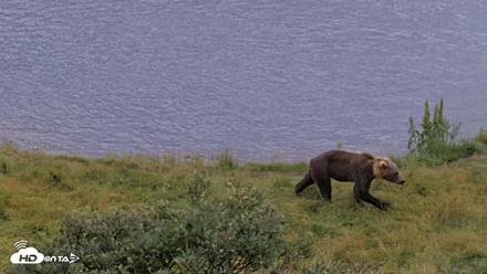 Kodiak Alaska Brown Bears Live Webcam - Aug 20, 2026, 3:26pm AKDT