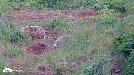 Kodiak Alaska Brown Bears Live Webcam - Jul 29, 2026, 9:57pm AKDT