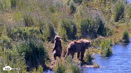 Kodiak Alaska Brown Bears Live Webcam - Jul 30, 2026, 11:09am AKDT