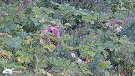 Kodiak Alaska Brown Bears Live Webcam - Aug 12, 2026, 2:30pm AKDT