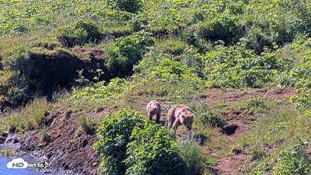 Kodiak Alaska Brown Bears Live Webcam - Jul 30, 2026, 11:15am AKDT