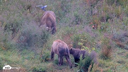 Kodiak Alaska Brown Bears Live Webcam - Aug 12, 2026, 4:17pm AKDT