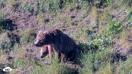 Kodiak Alaska Brown Bears Live Webcam - Jul 30, 2026, 9:14am AKDT
