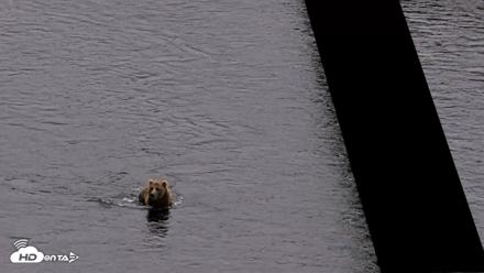 Kodiak Alaska Brown Bears Live Webcam - Aug 3, 2026, 10:15pm AKDT