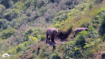 Kodiak Alaska Brown Bears Live Webcam - Jul 31, 2026, 2:17pm AKDT