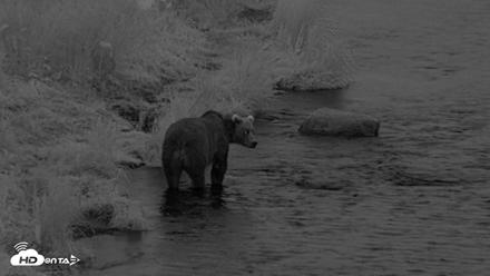 Kodiak Alaska Brown Bears Live Webcam - Aug 19, 2026, 10:10pm AKDT