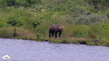 Kodiak Alaska Brown Bears Live Webcam - Aug 5, 2026, 2:12pm AKDT