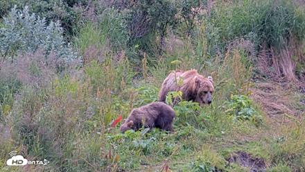 Kodiak Alaska Brown Bears Live Webcam - Aug 10, 2026, 11:59am AKDT