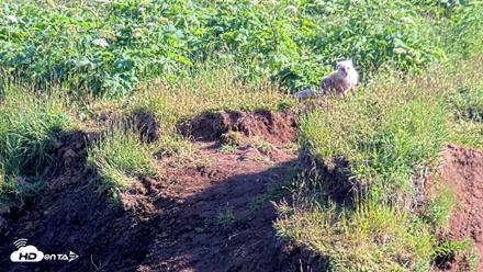 Kodiak Alaska Brown Bears Live Webcam - Jul 29, 2026, 6:19pm AKDT
