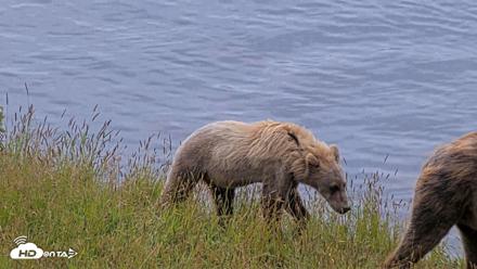Kodiak Alaska Brown Bears Live Webcam - Aug 2, 2026, 11:06am AKDT