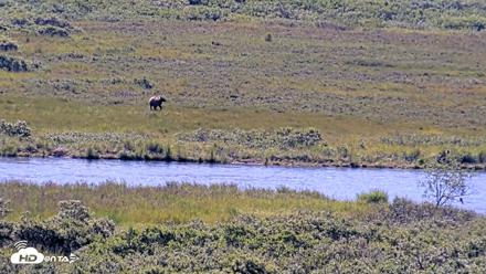 Kodiak Alaska Brown Bears Live Webcam - Jul 29, 2026, 10:42am AKDT