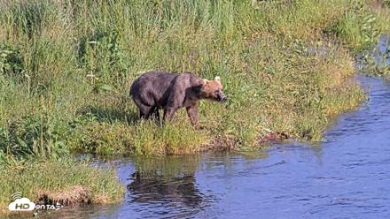 Kodiak Alaska Brown Bears Live Webcam - Jul 25, 2026, 6:50pm AKDT