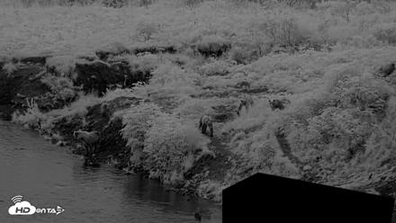 Kodiak Alaska Brown Bears Live Webcam - Aug 12, 2026, 6:21am AKDT