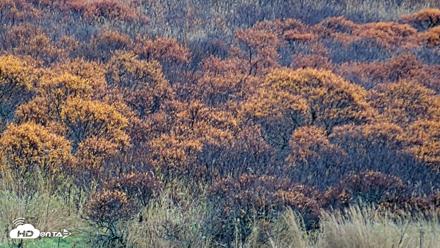 Kodiak Alaska Brown Bears Live Webcam - Oct 20, 2026, 4:42pm AKDT