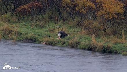 Kodiak Alaska Brown Bears Live Webcam - Oct 5, 2026, 11:56am AKDT
