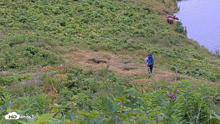 Kodiak Alaska Brown Bears Live Webcam - Aug 2, 2026, 11:11am AKDT
