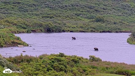 Kodiak Alaska Brown Bears Live Webcam - Aug 10, 2026, 10:45am AKDT