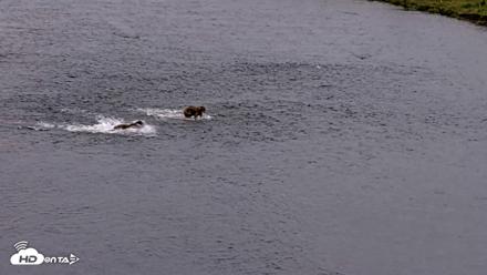 Kodiak Alaska Brown Bears Live Webcam - Aug 2, 2026, 10:15pm AKDT