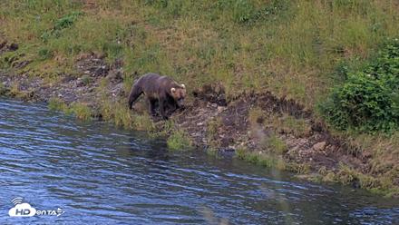 Kodiak Alaska Brown Bears Live Webcam - Aug 1, 2026, 9:08pm AKDT