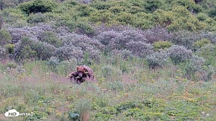 Kodiak Alaska Brown Bears Live Webcam - Aug 10, 2026, 7:20pm AKDT