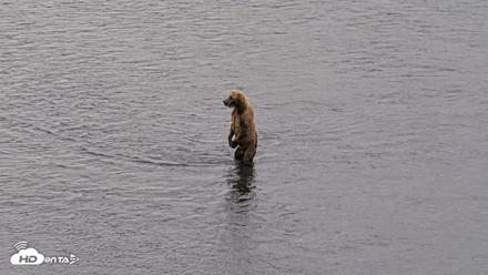 Kodiak Alaska Brown Bears Live Webcam - Aug 4, 2026, 6:23pm AKDT