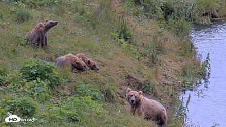 Kodiak Alaska Brown Bears Live Webcam - Aug 2, 2026, 1:31pm AKDT