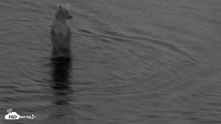 Kodiak Alaska Brown Bears Live Webcam - Aug 19, 2026, 6:51am AKDT